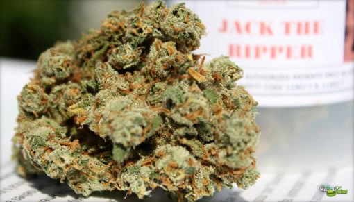 buy jack the ripper dlc | jack the ripper weed | jack the ripper weed strain