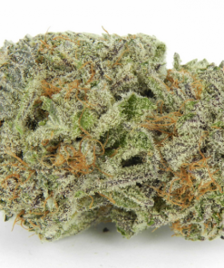 blackberry x white rhino | what is hybrid marijuana | Buy Kush Illegal