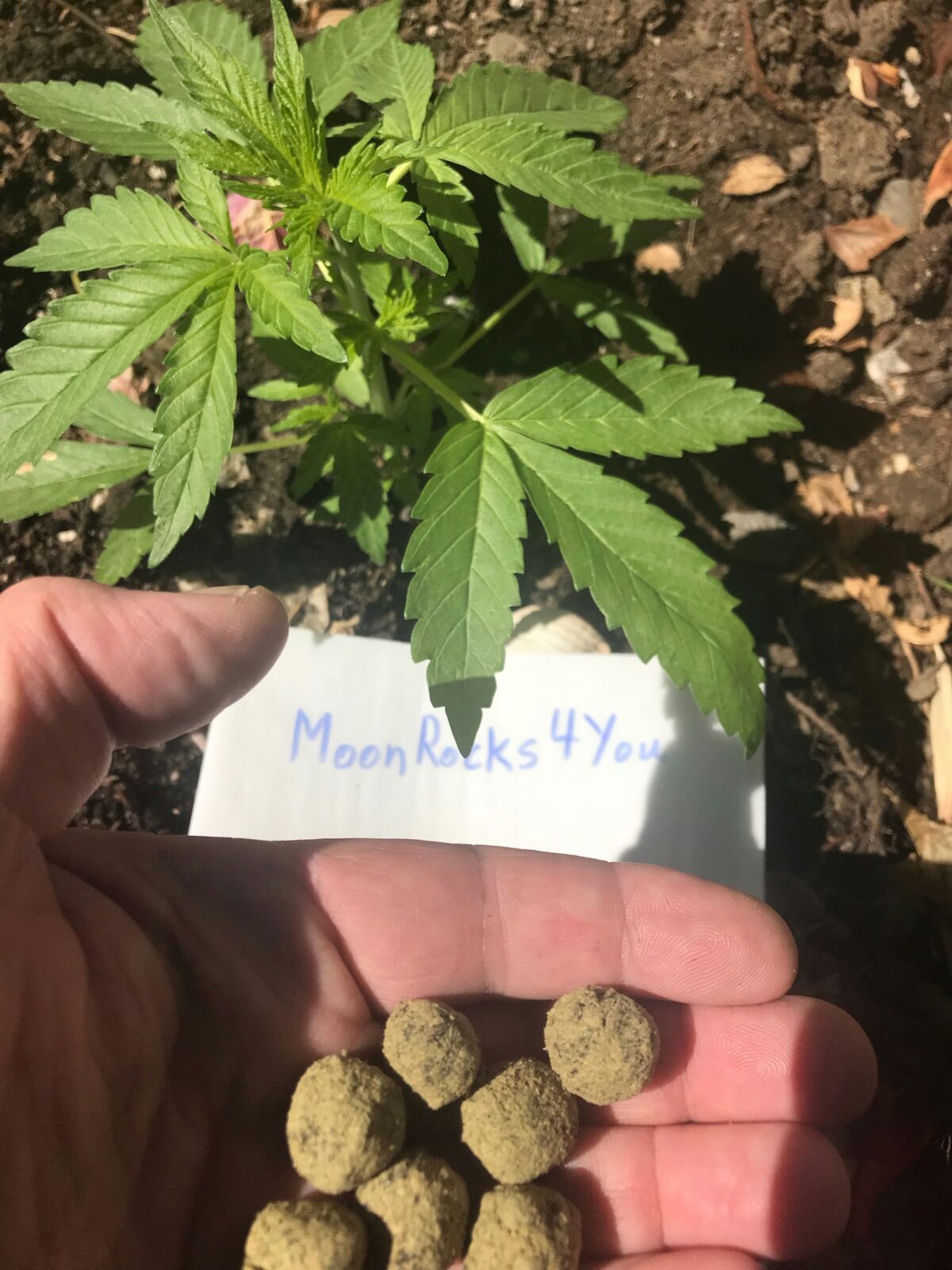 Make your Moonrocks | Buy Moonrocks | Moonrocks weed